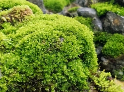 ���: ���������� �����