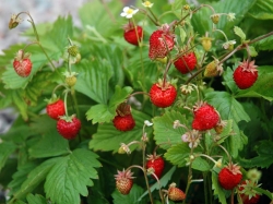 ��������� ������: ��� ��������, �� �����