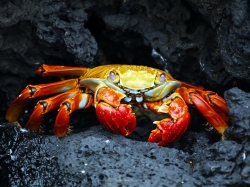 ���������� ����� ��� ������������