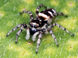 ���������� ����� ��� ������