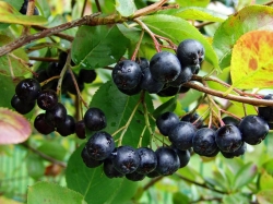 ������������ ������, ��� ������ ������������