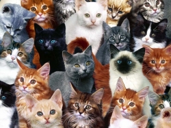 ���������� ����� ��� �����