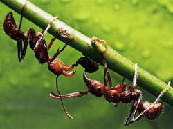 ���������� ����� � ���������