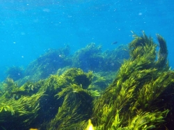 ���������: ���������� �����