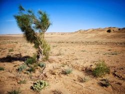 ������� ��������