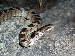 ����� �������� ���� ������