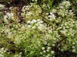 ���� ����������